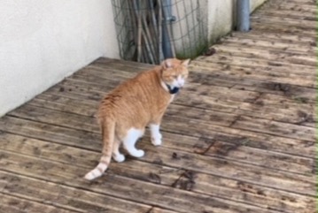 Avviso scomparsa Gatto  Maschio , 4 anni Vernouillet Francia