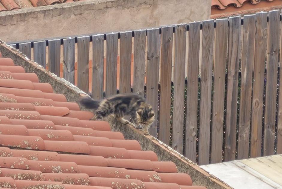 Avviso Ritrovamento Gatto Non conosciuta Sabadell Spagna