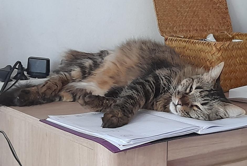 Avviso scomparsa Gatto Femmina , 7 anni Saint-Denis Francia