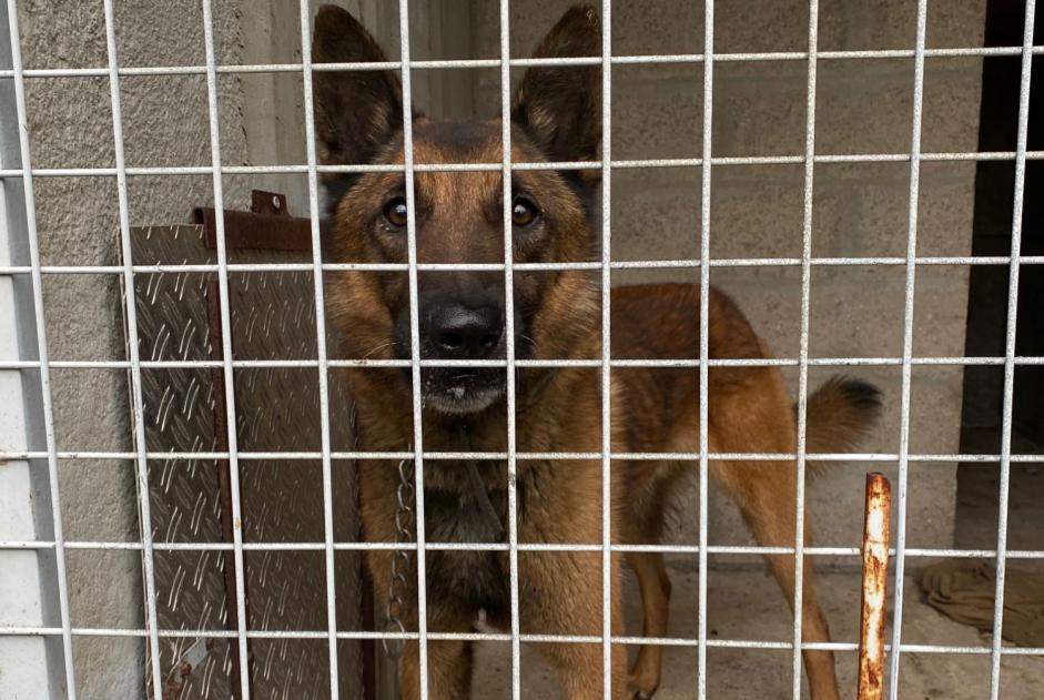 Avviso Ritrovamento Cane  Non conosciuta Gaillon Francia