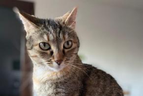 Avviso scomparsa Gatto incrocio di razze Femmina , 6 anni La Ciotat Francia