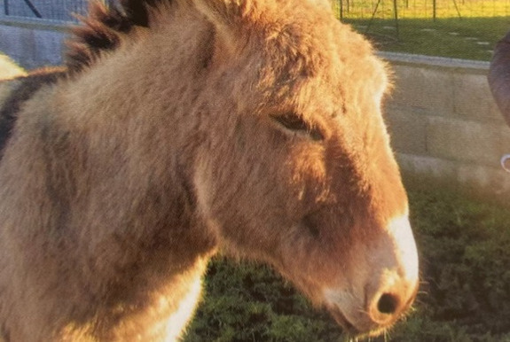 Avviso scomparsa Cavallo Maschio , 2024 anni Retournac Francia