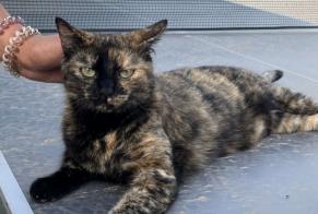 Avviso scomparsa Gatto Femmina , 4 anni Grasse Francia