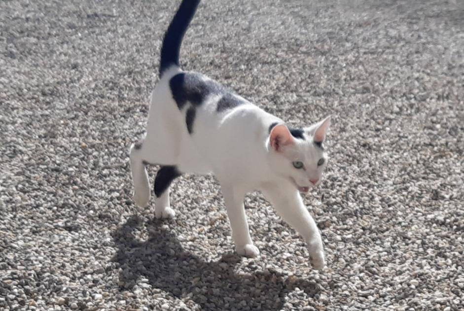 Avviso scomparsa Gatto incrocio di razze Femmina , 2 anni La Wantzenau Francia