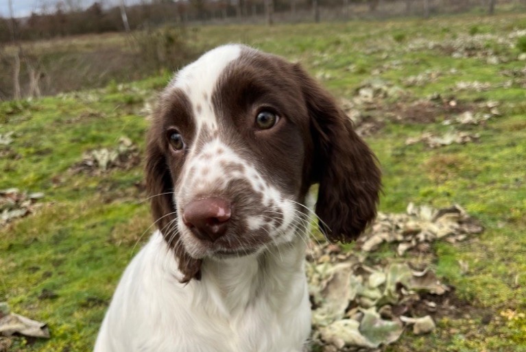 Avviso scomparsa Cane  Femmina , 2 anni Allouis Francia