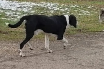 Avviso Ritrovamento Cane Maschio Saint-Christophe-sur-Guiers Francia