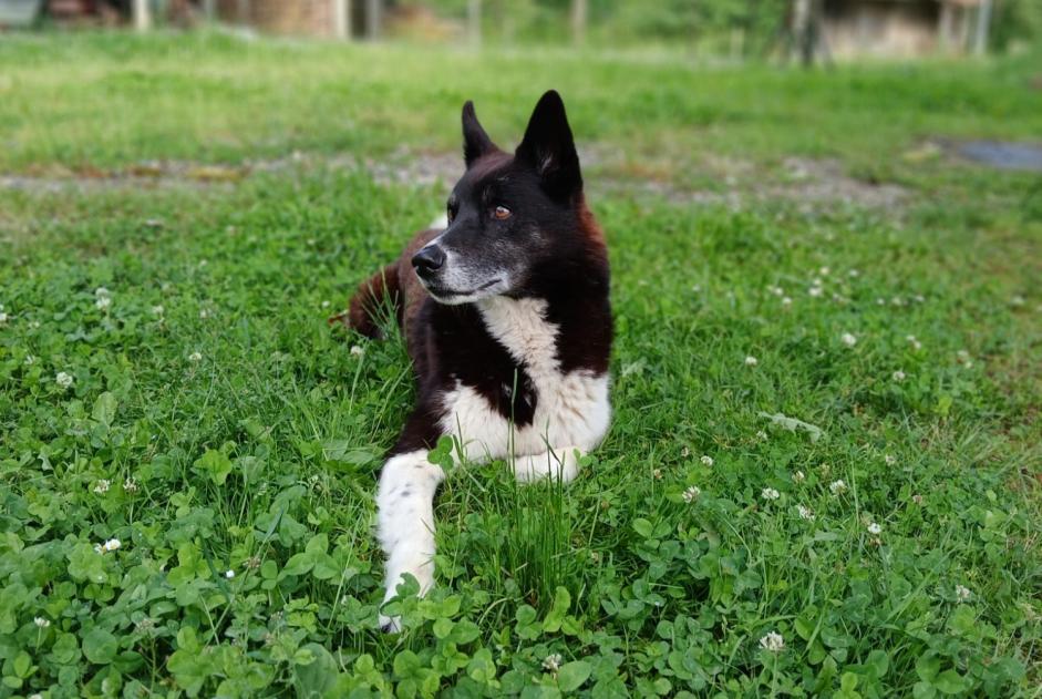 Avviso scomparsa Cane incrocio di razze Maschio , 12 anni Estadens Francia