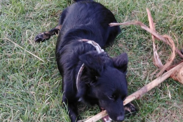 Avviso scomparsa Cane  Maschio , 4 anni Hyères Francia