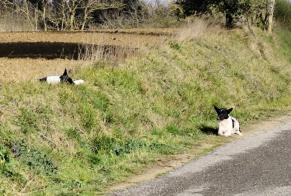 Avviso Ritrovamento Cane incrocio di razze Maschio , 3 anni Villasavary Francia