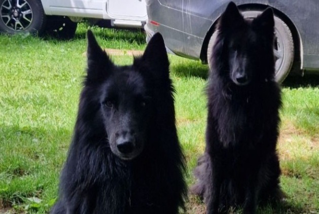 Avviso scomparsa Cane  Maschio , 5 anni Corbelin Francia