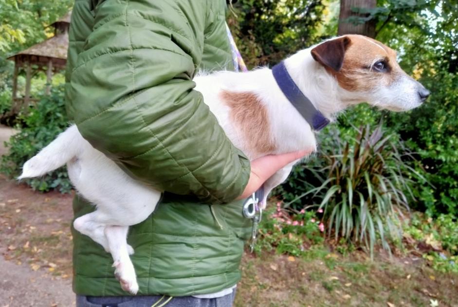 Avviso scomparsa Cane  Femmina , 12 anni Perles-et-Castelet Francia