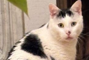 Avviso scomparsa Gatto incrocio di razze Maschio , 4 anni Asnières-sur-Seine Francia