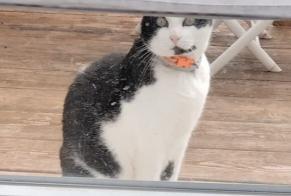 Avviso scomparsa Gatto  Maschio , 9 anni Pérouse Francia