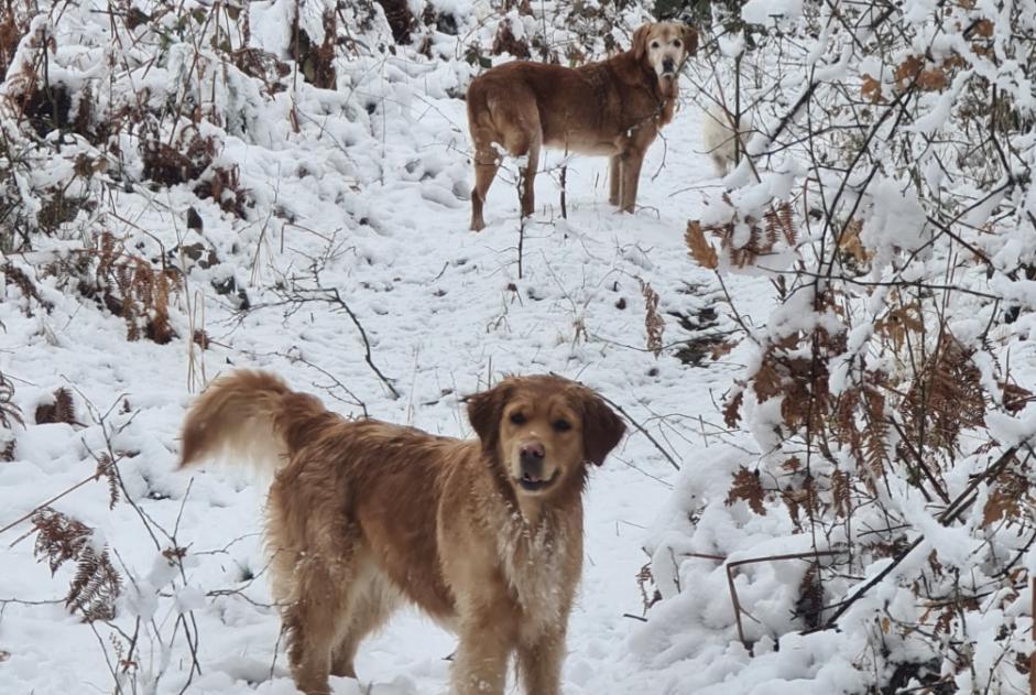 Avviso scomparsa Cane incrocio di razze Maschio , 15 anni Saint-Just-prés-Brioude Francia