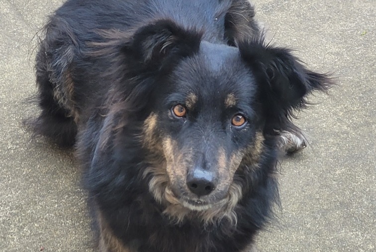 Vermësstemeldung Hond kräizung Männlech , 3 joer Languidic France