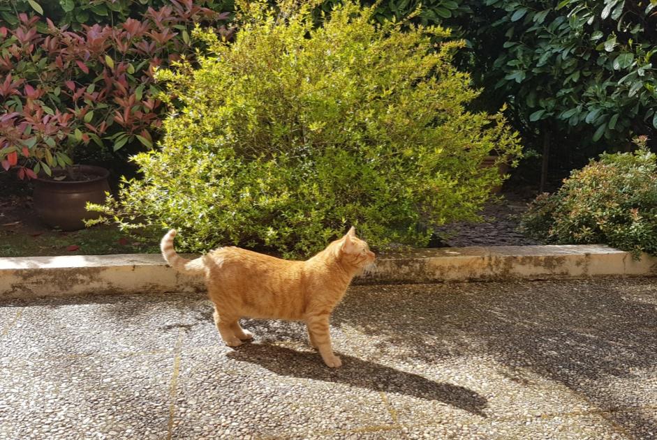 Verdwijningsalarm Kat Mannetje , 2 jaar Dardilly Frankrijk