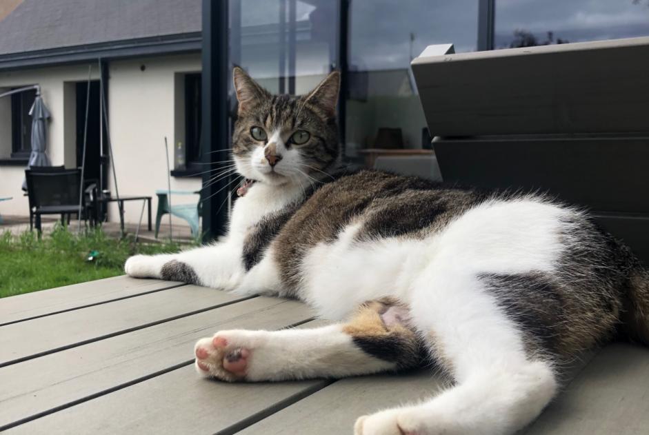 Verdwijningsalarm Kat Mannetje , 2 jaar Châteaugiron Frankrijk