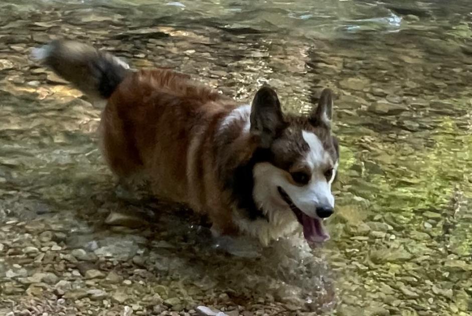 Verdwijningsalarm Hond  Mannetje , 5 jaar Péry-La Heutte Zwitserland