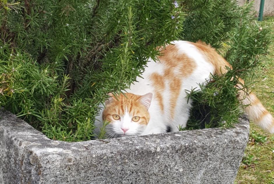 Verdwijningsalarm Kat Mannetje , 2 jaar Saint-Jean-de-Gonville Frankrijk