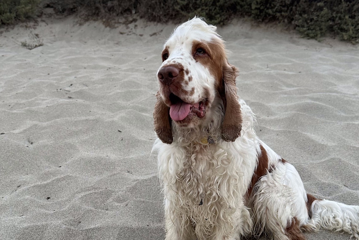 Verdwijningsalarm Hond  Mannetje , 3 jaar Trappes Frankrijk