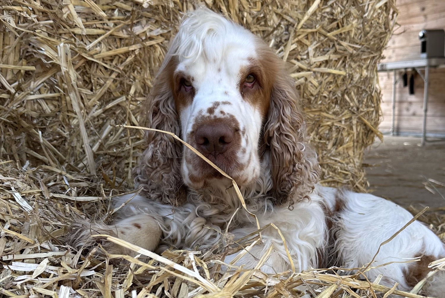 Verdwijningsalarm Hond  Mannetje , 3 jaar Trappes Frankrijk