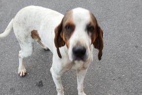 Ontdekkingsalarm Hond Mannetje Pont-de-Montvert-Sud-Mont-Lozère Frankrijk