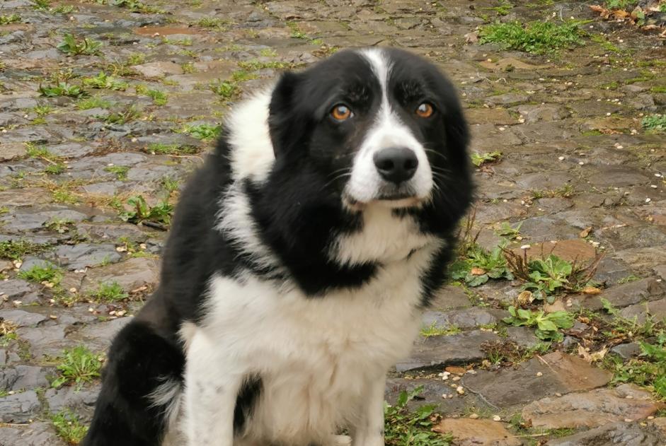 Ontdekkingsalarm Hond  Mannetje Jodoigne België