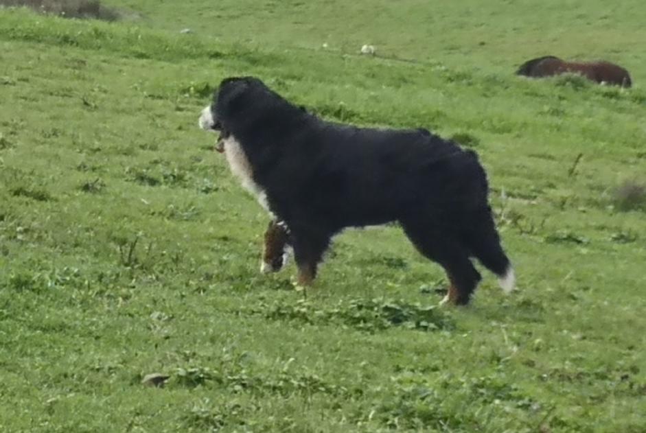 Verdwijningsalarm Hond  Vrouwtje , 71 jaar Beyssac Frankrijk