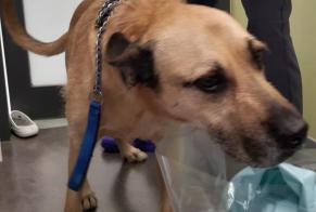 Ontdekkingsalarm Hond rassenvermenging Mannetje Montpellier Frankrijk