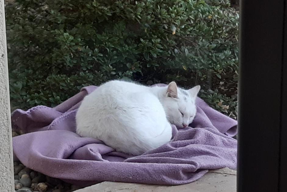 Ontdekkingsalarm Kat Mannetje Chantonnay Frankrijk