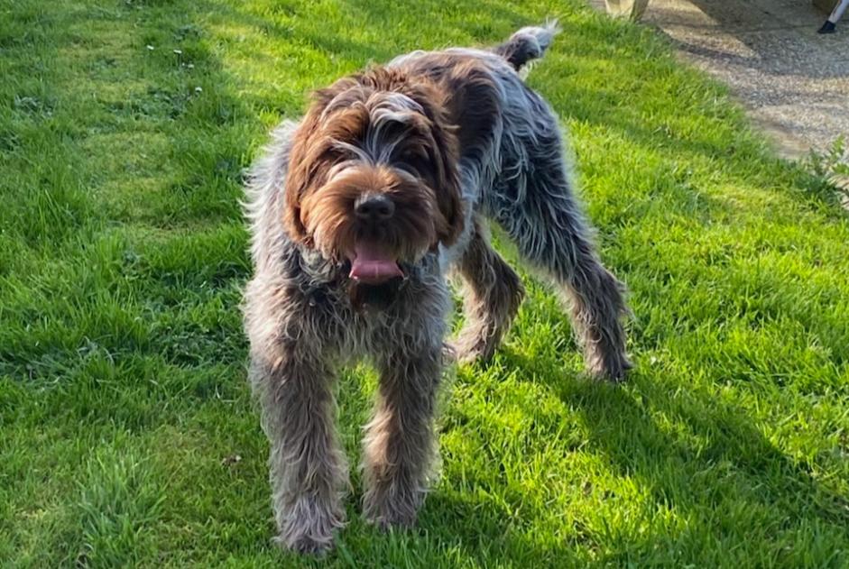 Verdwijningsalarm Hond  Mannetje , 1 jaar Saint-Paul-du-Vernay Frankrijk