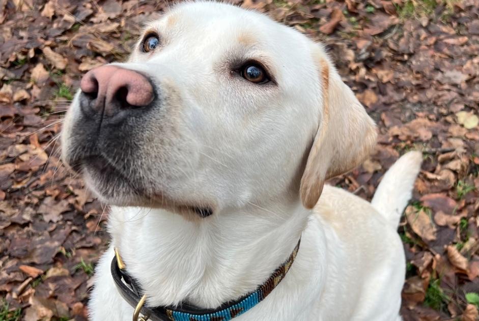 Verdwijningsalarm Hond  Mannetje , 1 jaar Avilly-Saint-Léonard Frankrijk