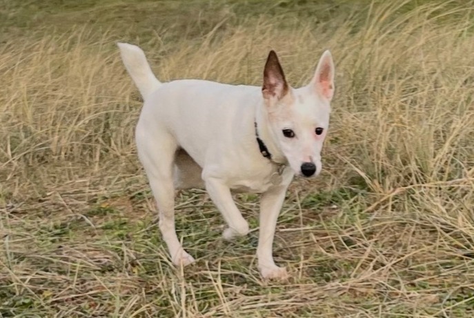 Verdwijningsalarm Hond  Vrouwtje , 17 jaar Crozon Frankrijk