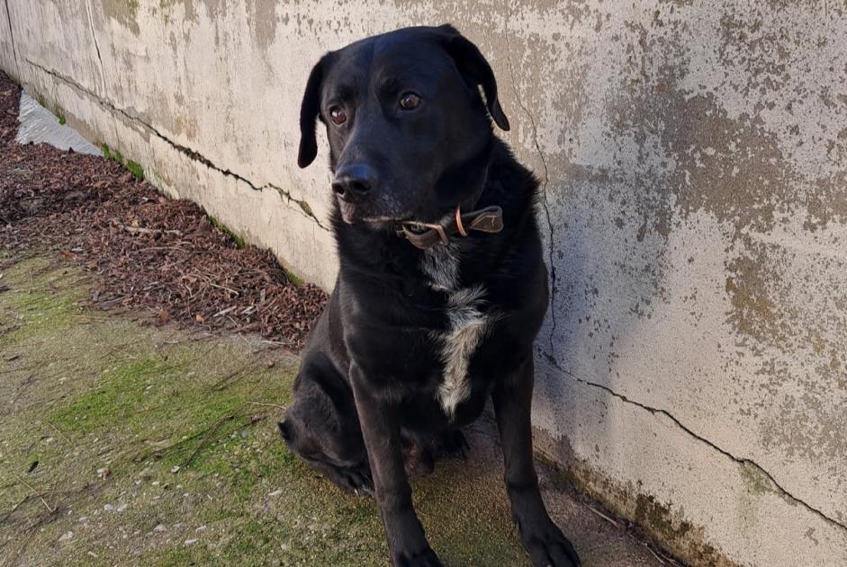 Ontdekkingsalarm Hond rassenvermenging Mannetje Saint-Affrique Frankrijk