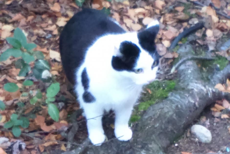 Alerta desaparecimento Gato  Fêmea , 12 anos Montaut-les-Créneaux France