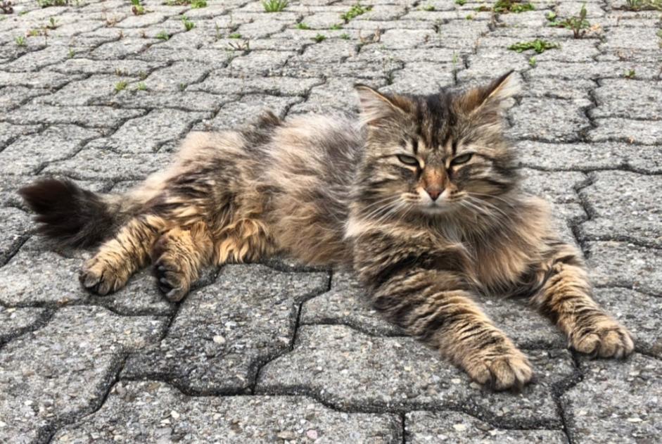 Alerta desaparecimento Gato cruzamento Macho , 8 anos Versoix Switzerland