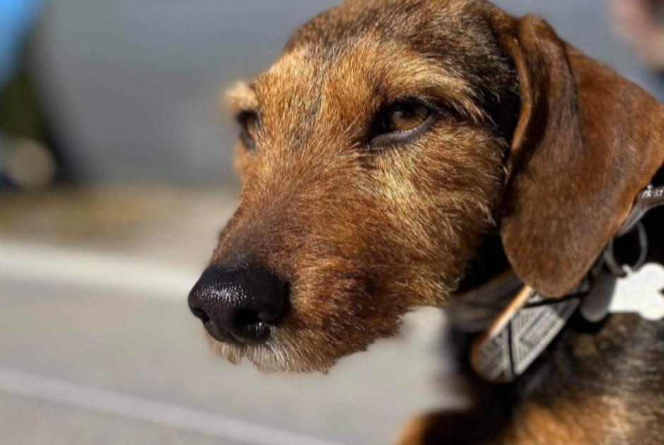 Alerta desaparecimento Cão cruzamento Fêmea , 6 anos Stotzheim France