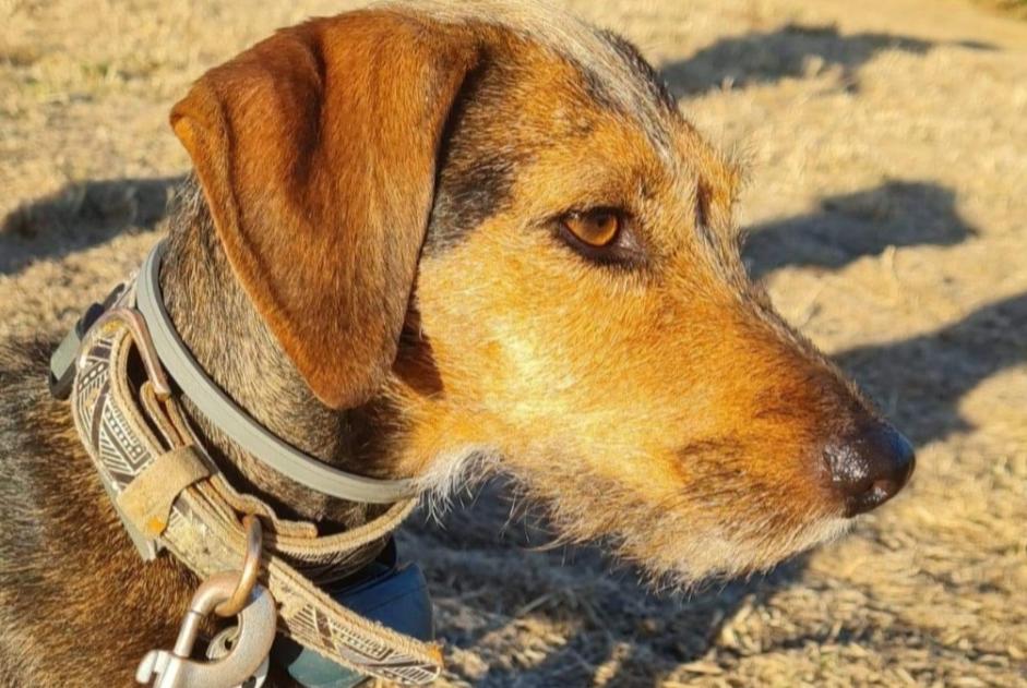 Alerta desaparecimento Cão cruzamento Fêmea , 7 anos Stotzheim France