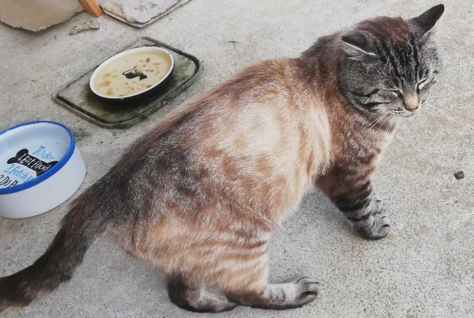 Alerta desaparecimento Gato  Macho , 5 anos Lanvollon France