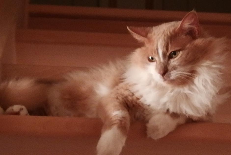 Alerta desaparecimento Gato cruzamento Macho , 12 anos Plescop France