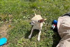 Alerta desaparecimento Cão  Macho , 5 anos Créteil France
