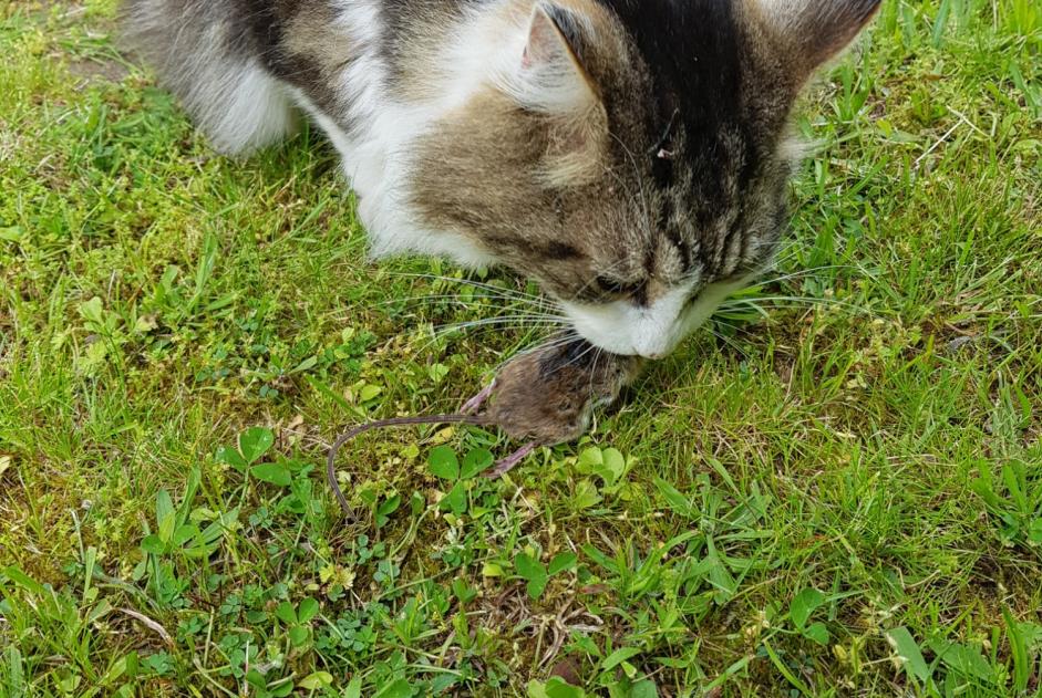 Alerta desaparecimento Gato  Macho , 12 anos Orléans France