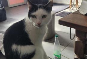 Alerta descoberta Gato Fêmea Tournai Belgium