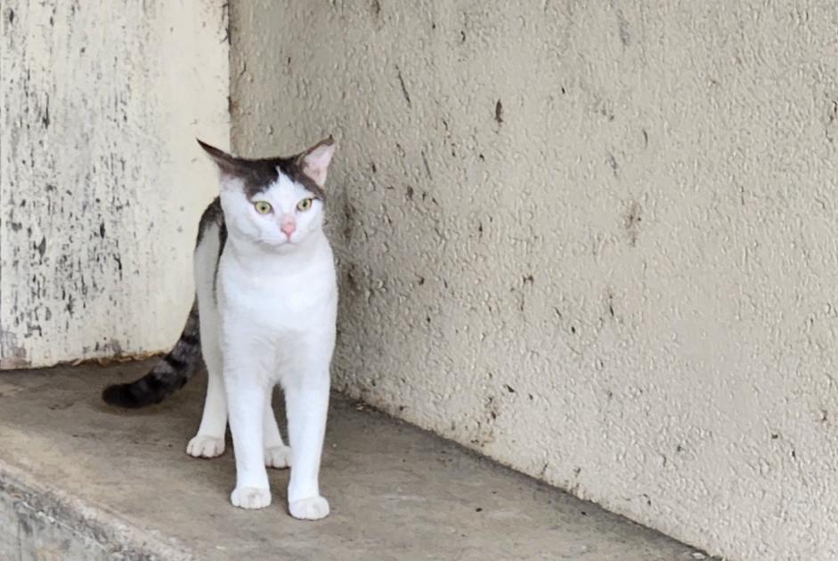 Alerta descoberta Gato Desconhecido Vouvray France