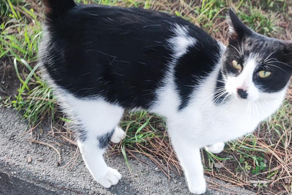 Alerta descoberta Gato Macho La Louvière Belgium