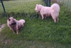 Alerta descoberta Cão Desconhecido La Chapelle-sur-Chézy France