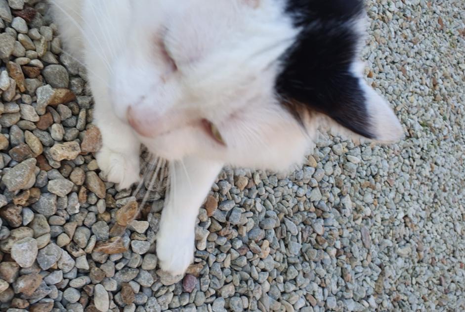 Alerta descoberta Gato cruzamento Desconhecido Brie France