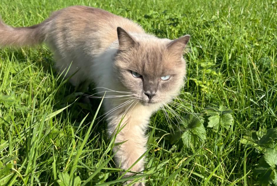 Alerta desaparecimento Gato  Macho , 2 anos Luxembourg Luxembourg