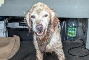 Alerta descoberta Cão Desconhecido Panzoult France