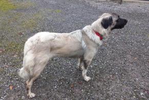 Alerta descoberta Cão cruzamento Macho Lahontan France